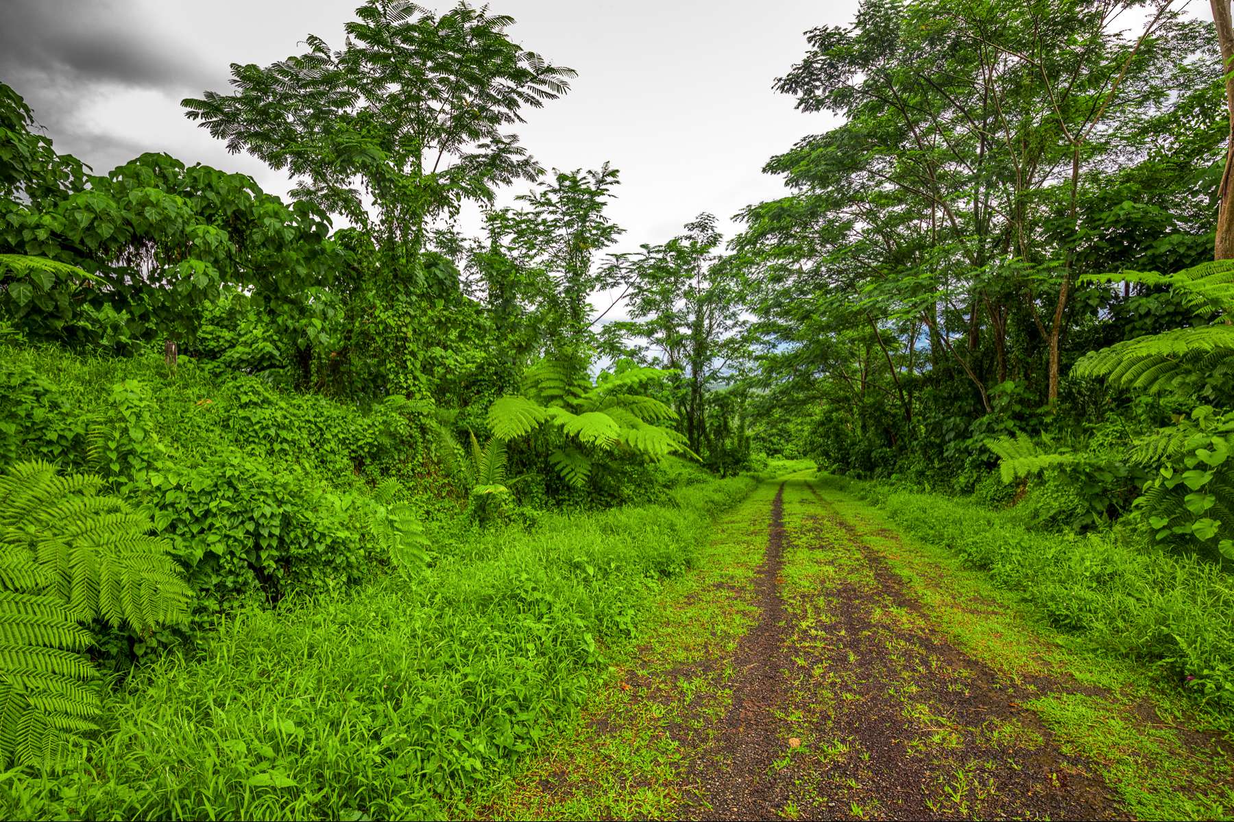 300ha Conservation of Tropical Rainforest