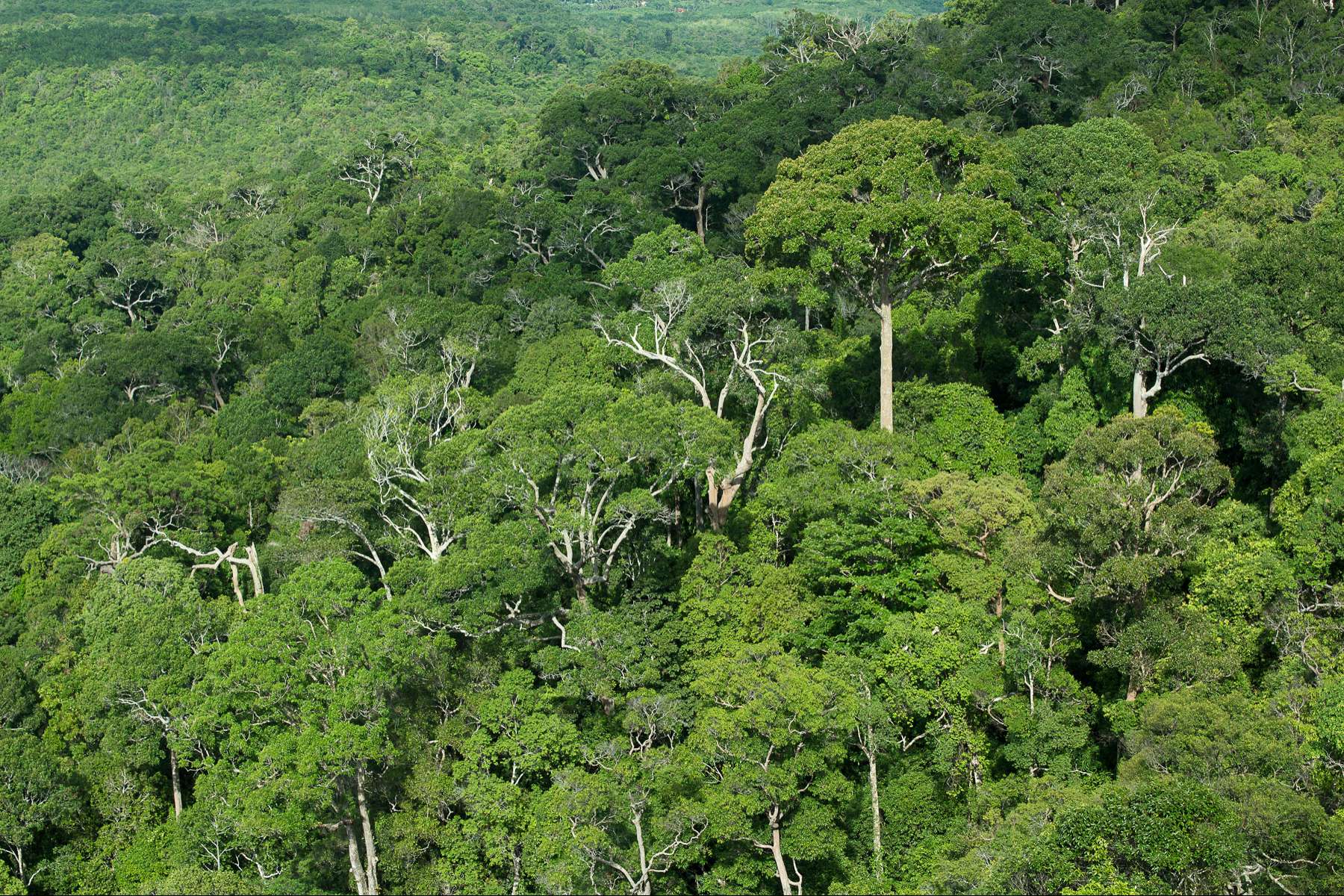 2500 Acre Conservation Land With Precious Woods